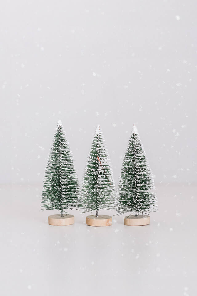 Enchanted Evergreens Collection