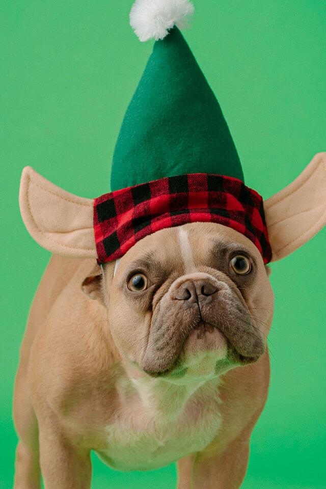 Twinkle Paws & Tinsel Tots Attire - Image 3