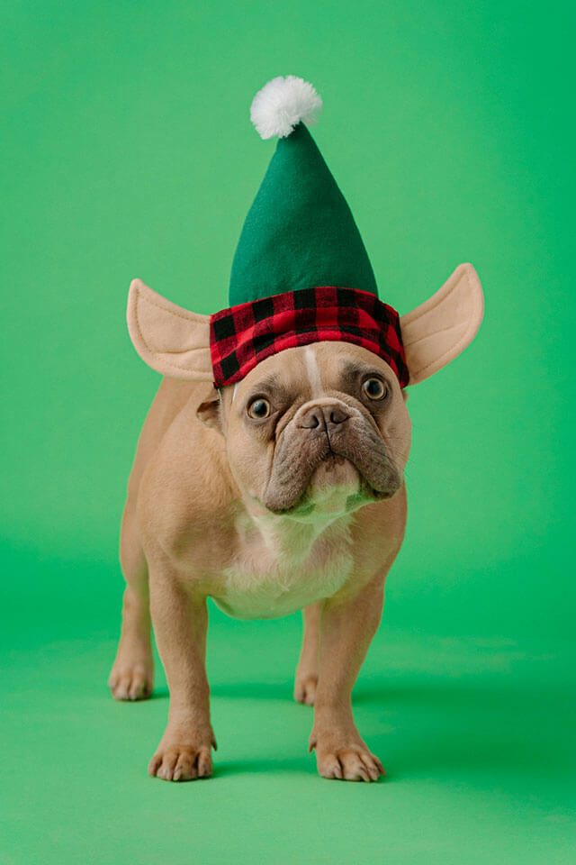 Twinkle Paws & Tinsel Tots Attire - Image 2