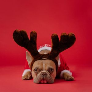 Santa's Sidekicks Collection