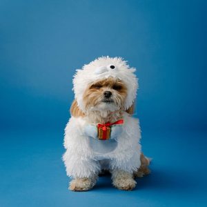 Festive Family Fashion: Pet Edition